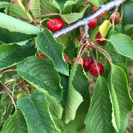 Antichi Casali 리조트 카스텔 델 피아노